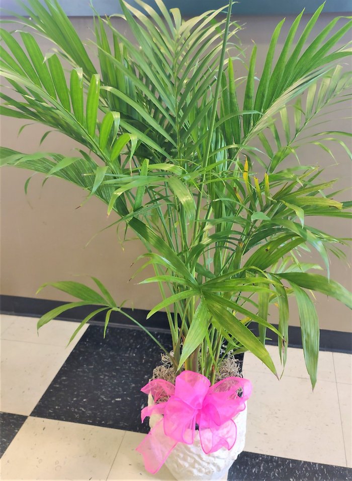 Medium Palm Plant