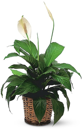 Small Peace Lily