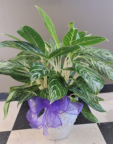 Large Chinese Evergreen
