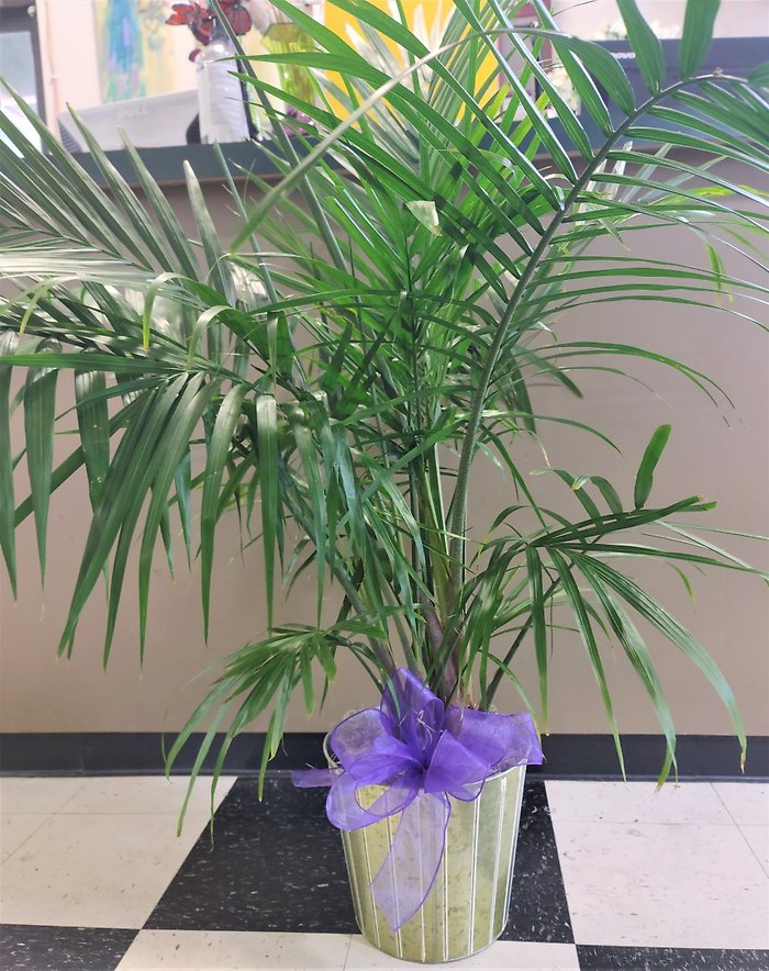 Small Palm Plant