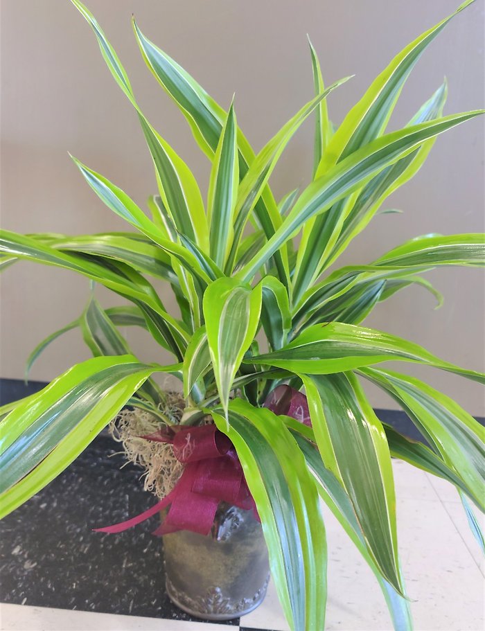 Designer\'s Choice Dracena Small
