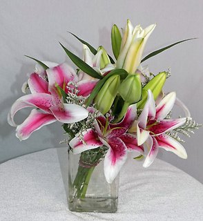 Stargazers in a Vase