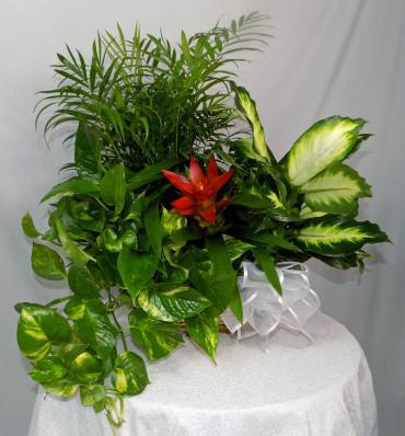 Blooming Plant Basket Medium