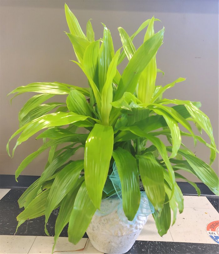 Designer\'s Choice Dracena Medium