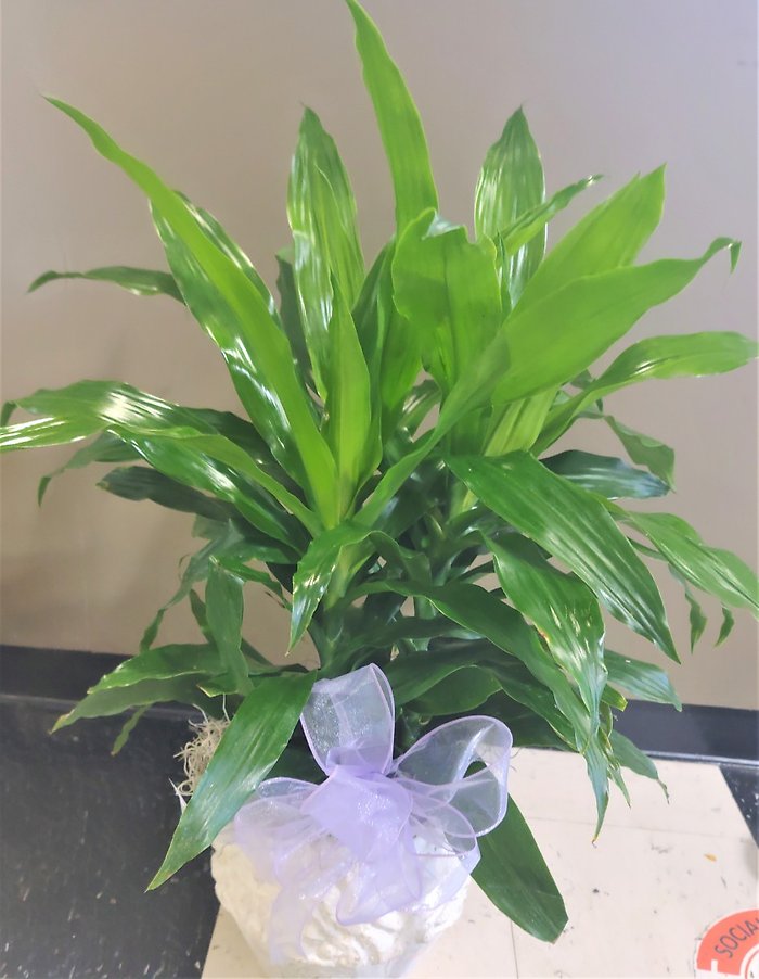 Designer\'s Choice Dracena Medium