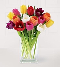 10 Prettiest Color Tulips - Mday