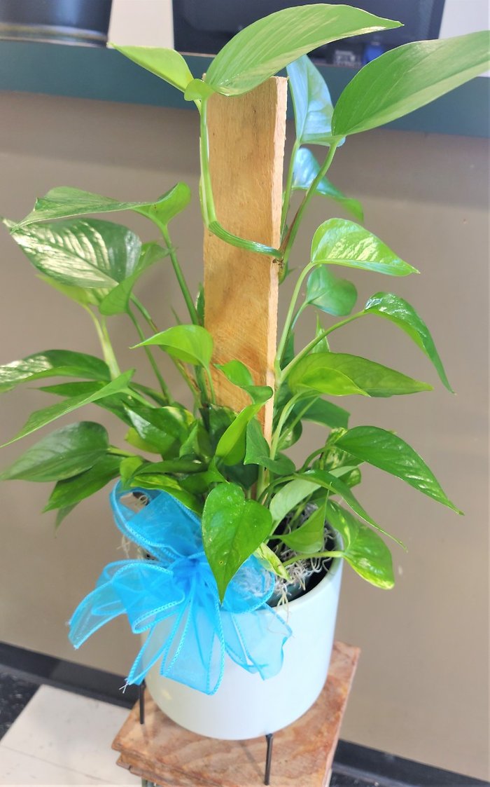 Small Pothos Pole Ivy Plant