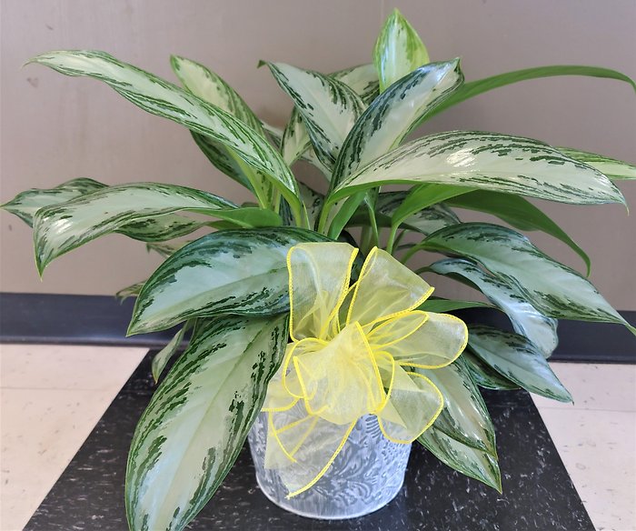 Medium Chinese Evergreen