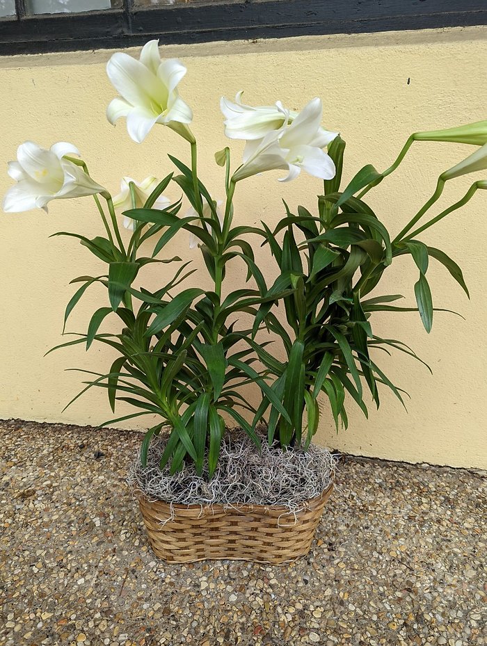 Easter Lily Plant in Basket