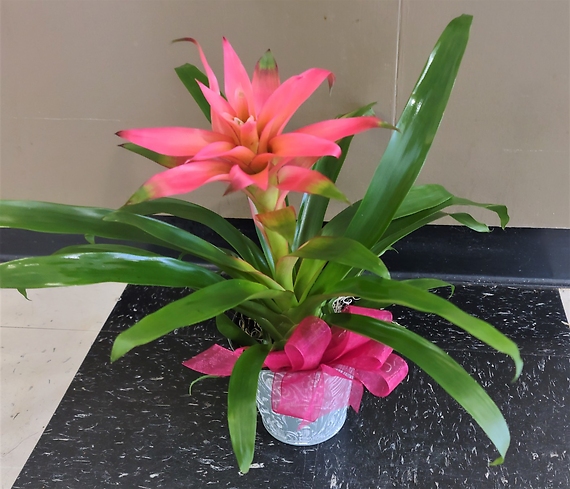 Small bromeliad in a basket