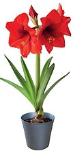 Amaryllis Bulb