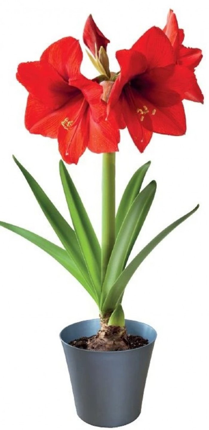 Amaryllis Bulb