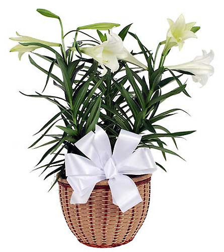 Easter Lily Triple Bloom Metal Pot