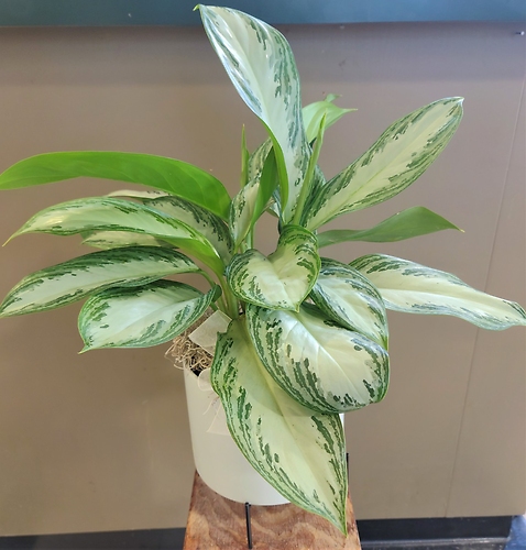 Small Chinese Evergreen