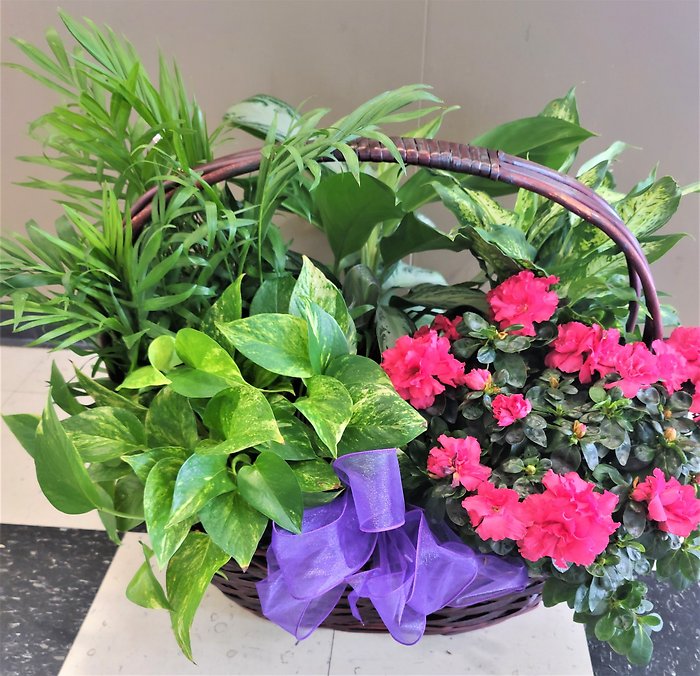 Azalea Attraction Garden Basket