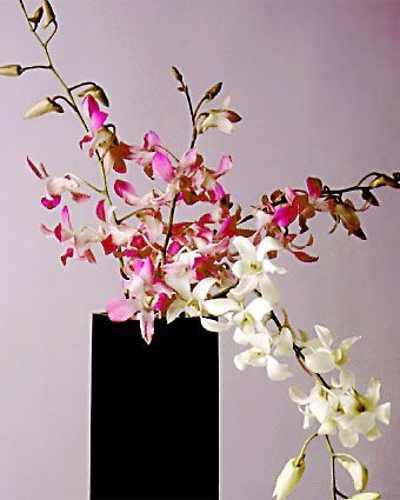 Dendrobium stemmed orchid