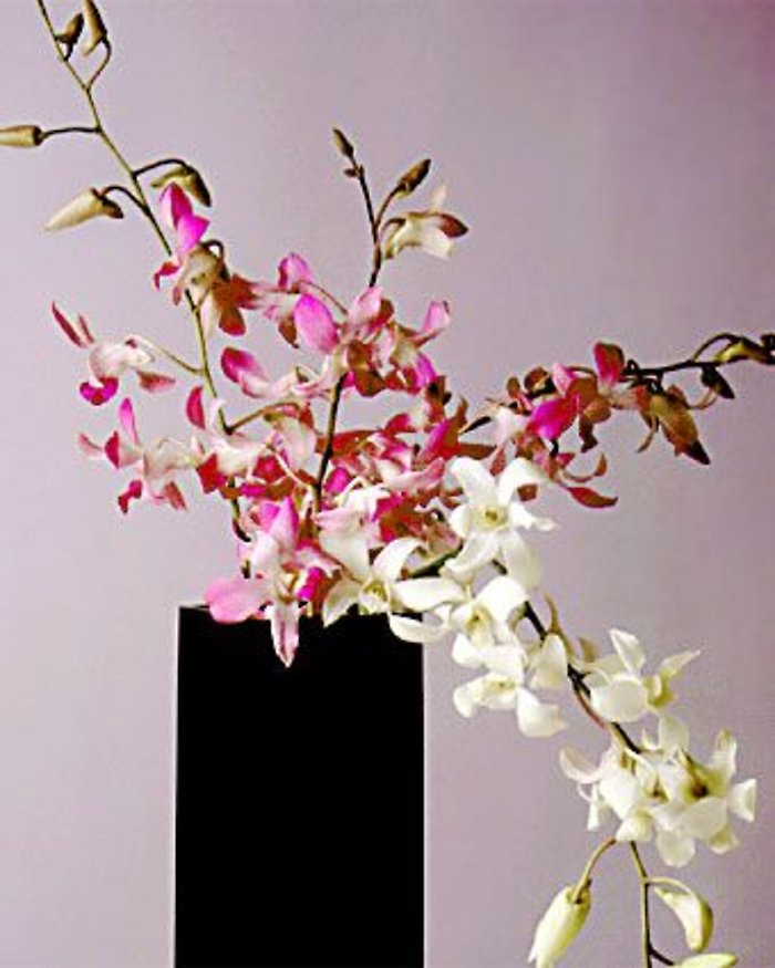 Dendrobium stemmed orchid