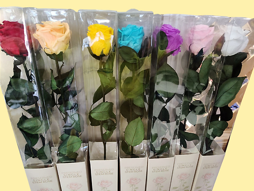 Preserved Single Rose
