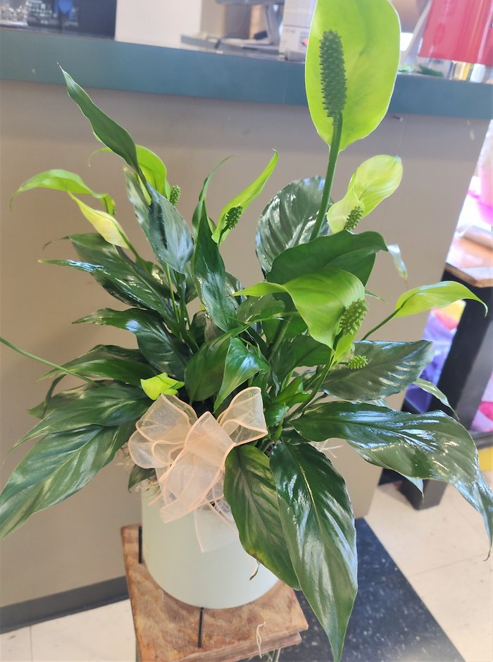Small Peace Lily