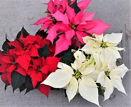 Traditional Poinsettia Choose Your Color