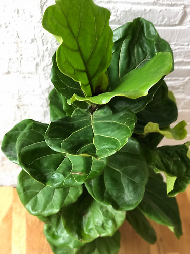 Small Fiddle Leaf Fig