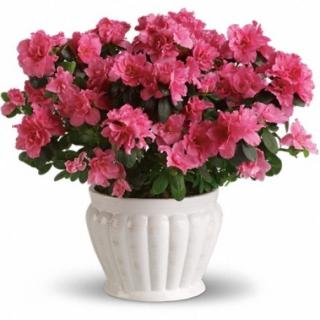 Azalea Plant in a Container