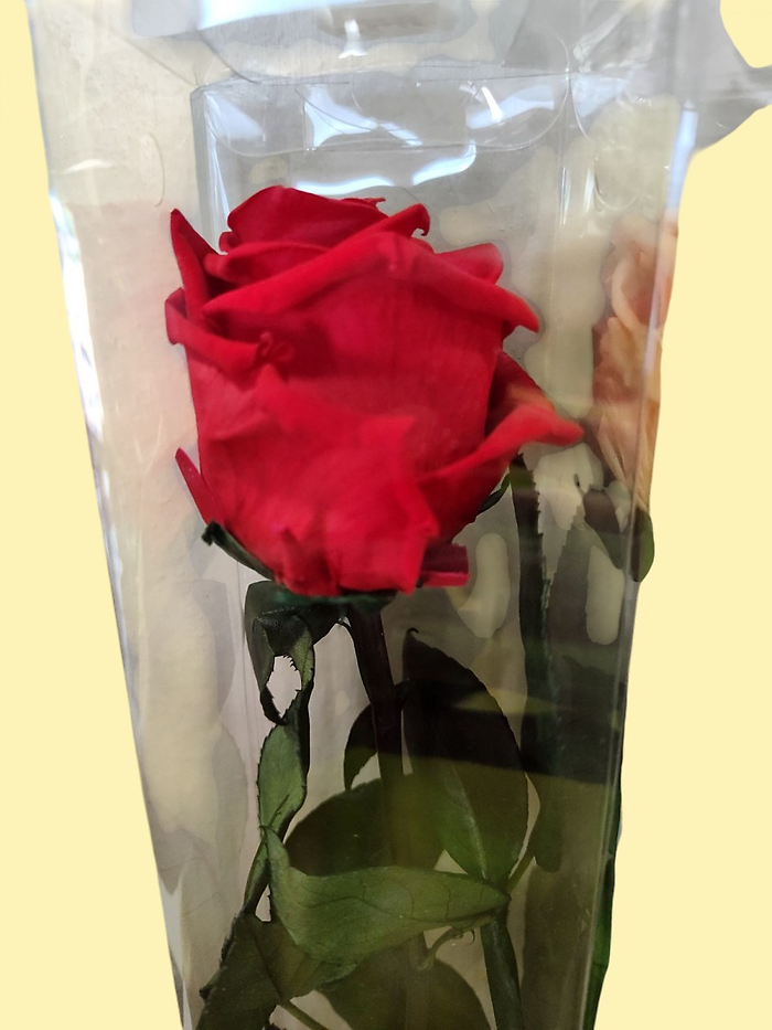 Preserved Single Rose