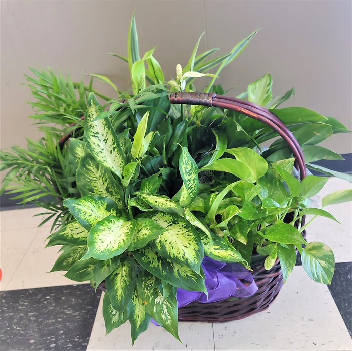 Two Small Designer\'s Choice Plants