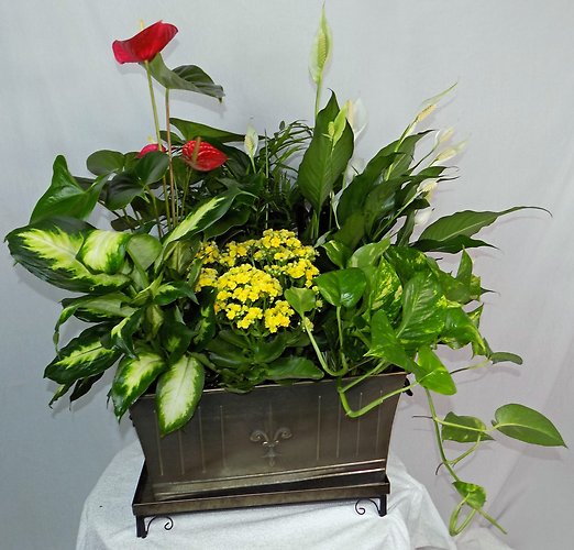 Blooming Plant Metal container Large