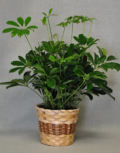 Medium Schefflera Plant
