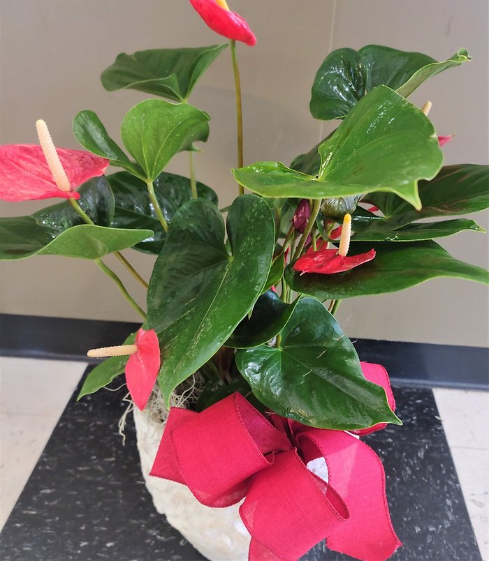 Medium Anthurium Plant