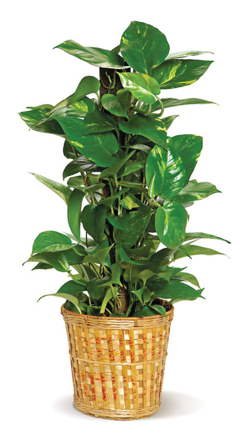 Medium Pothos Pole Ivy