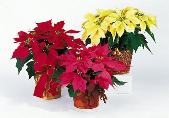 Pick Your Color Poinsettia Large