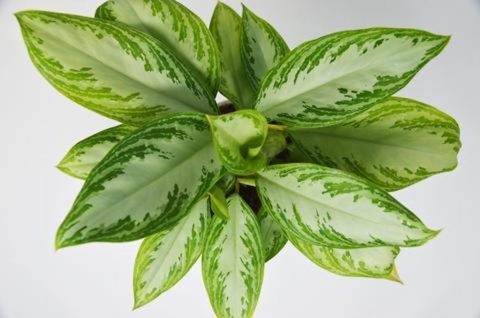 Small Chinese Evergreen