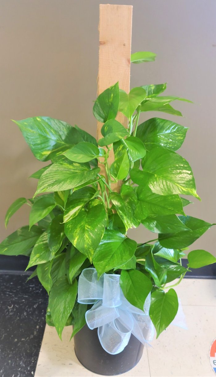 Medium Pothos Pole Ivy
