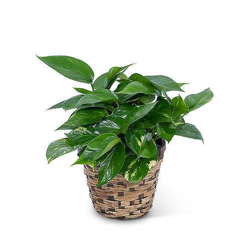 Small Draping Pothos Ivy in a Basket