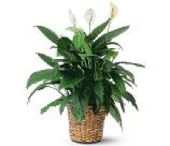 Large Peace Lily