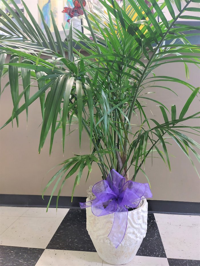 Large Palm Plant