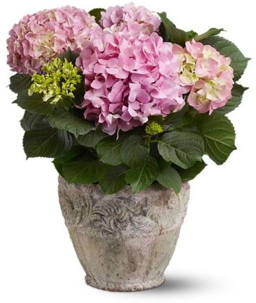 Pink Hydrangea Plant Metal Pot