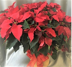 Huge Red Poinsettia