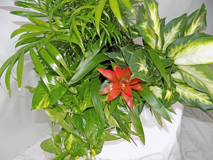 Blooming Plant Basket Medium