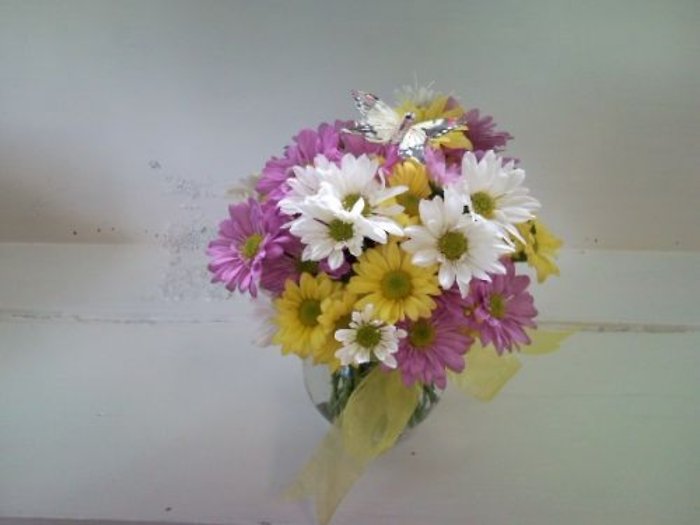 Daisy a Day