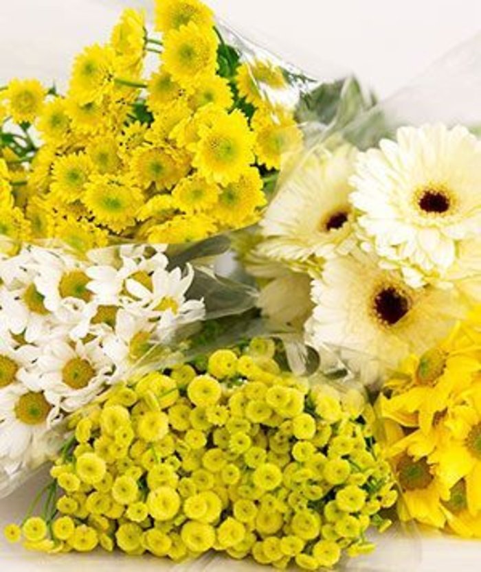 Daisies