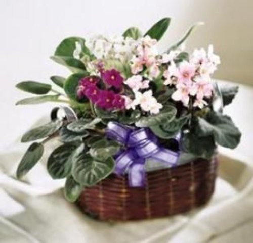 African Violet Basket