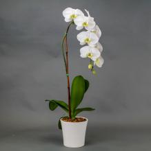 Waterfall Orchid Plant