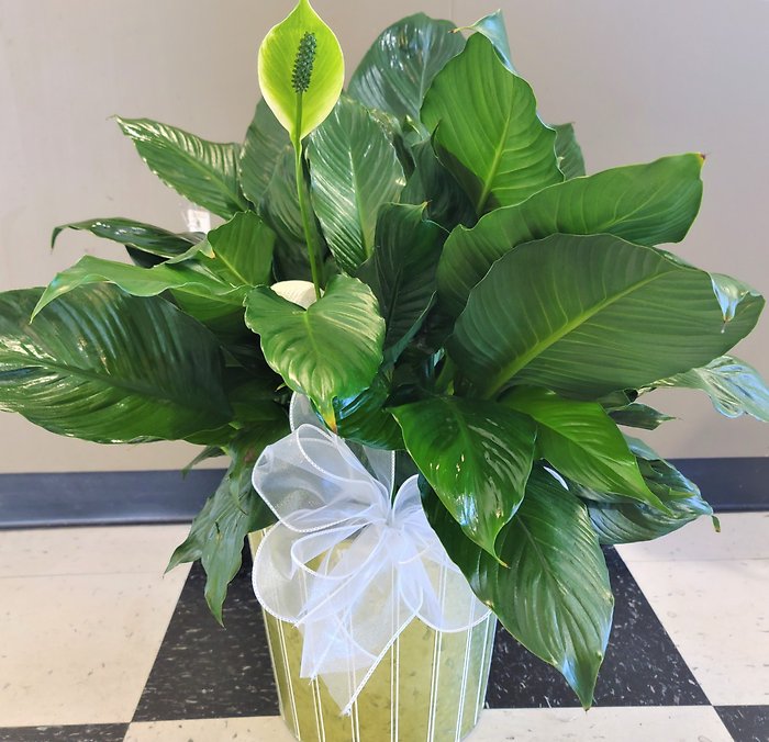 Medium Peace Lily