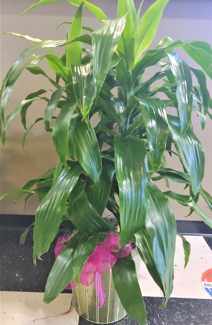 Designer\'s Choice Dracena Medium