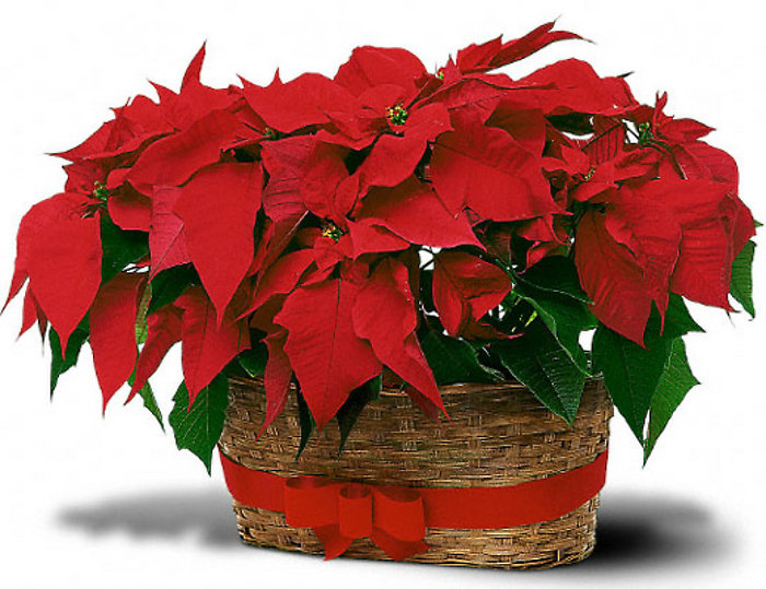 Double Poinsettia Basket