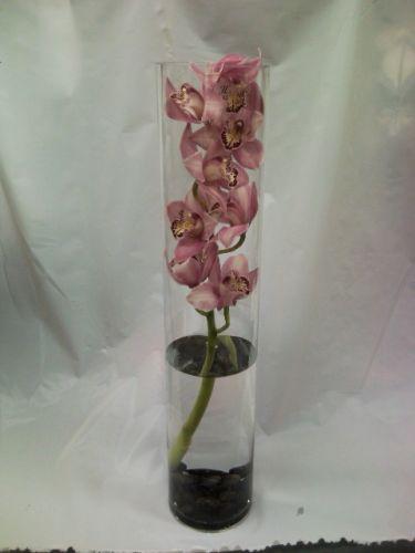 Orchid in Bloom