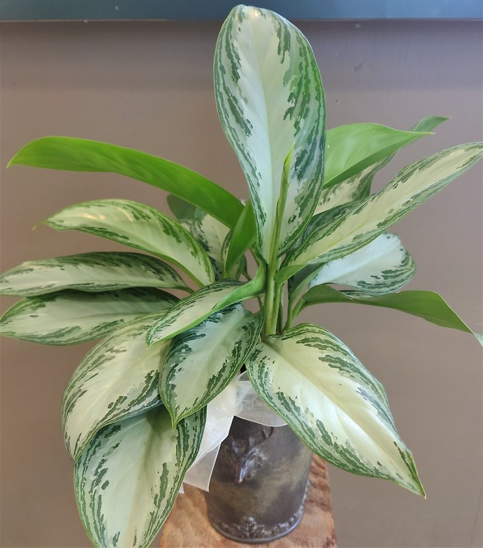 Small Chinese Evergreen